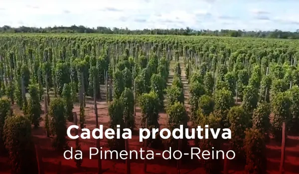 Cadeia produtiva da pimenta-do-reino